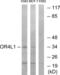 Olfactory Receptor Family 4 Subfamily L Member 1 antibody, abx015434, Abbexa, Western Blot image 