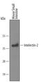Intelectin-1b antibody, AF5358, R&D Systems, Western Blot image 