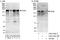 Protein LAP2 antibody, A303-762A, Bethyl Labs, Western Blot image 