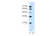Major Facilitator Superfamily Domain Containing 12 antibody, 31-370, ProSci, Western Blot image 