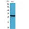 SNURF antibody, LS-C387208, Lifespan Biosciences, Western Blot image 