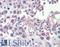 CPX Chromosome Region Candidate 1 antibody, LS-B4030, Lifespan Biosciences, Immunohistochemistry frozen image 