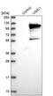 Ubiquitin Interaction Motif Containing 1 antibody, PA5-57979, Invitrogen Antibodies, Western Blot image 