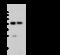 KRT18 antibody, 102193-T44, Sino Biological, Western Blot image 