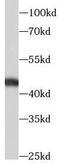 TGF beta antibody, FNab08638, FineTest, Western Blot image 