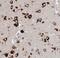 Gasdermin E antibody, FNab02348, FineTest, Immunohistochemistry frozen image 