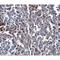 ORAI Calcium Release-Activated Calcium Modulator 1 antibody, NBP1-75522, Novus Biologicals, Immunohistochemistry frozen image 
