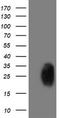 Phosphoglycerate Mutase 2 antibody, TA503424, Origene, Western Blot image 