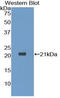 Dermatopontin antibody, LS-C293672, Lifespan Biosciences, Western Blot image 