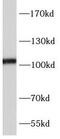 GluA1 antibody, FNab10518, FineTest, Western Blot image 