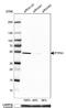 PTPN1 antibody, NBP1-87191, Novus Biologicals, Western Blot image 