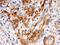 Secreted frizzled-related protein 4 antibody, PB9888, Boster Biological Technology, Immunohistochemistry frozen image 