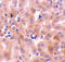 BCL2 Related Protein A1 antibody, 3873, ProSci Inc, Immunohistochemistry frozen image 