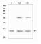D-Dopachrome Tautomerase antibody, A01354, Boster Biological Technology, Western Blot image 