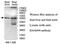 EF-Hand Calcium Binding Domain 14 antibody, MBS416312, MyBioSource, Western Blot image 