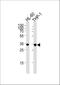 Malate dehydrogenase, cytoplasmic antibody, A04262-1, Boster Biological Technology, Western Blot image 