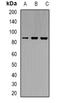 Cullin 4B antibody, orb339104, Biorbyt, Western Blot image 