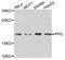 Peptidylprolyl Isomerase C antibody, A11281, Boster Biological Technology, Western Blot image 