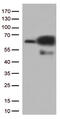Proline Rich Mitotic Checkpoint Control Factor antibody, CF812966, Origene, Western Blot image 