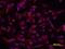 Down syndrome cell adhesion molecule antibody, PA5-47523, Invitrogen Antibodies, Immunocytochemistry image 
