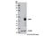 Left-Right Determination Factor 1 antibody, 12647S, Cell Signaling Technology, Western Blot image 