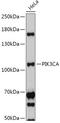 Phosphatidylinositol-4,5-bisphosphate 3-kinase catalytic subunit alpha isoform antibody, GTX55747, GeneTex, Western Blot image 