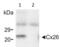 Gap Junction Protein Beta 2 antibody, 13-8100, Invitrogen Antibodies, Western Blot image 