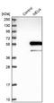 Sialidase-4 antibody, NBP1-86278, Novus Biologicals, Western Blot image 