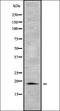 Peptidyl-TRNA Hydrolase 2 antibody, orb337100, Biorbyt, Western Blot image 