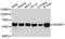 SERPINE1 MRNA Binding Protein 1 antibody, A10923, ABclonal Technology, Western Blot image 