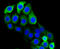 Keratin 20 antibody, 14-013, ProSci, Immunofluorescence image 