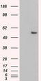 Keratin 8 antibody, LS-C114317, Lifespan Biosciences, Western Blot image 
