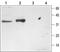 STX3 antibody, PA5-77514, Invitrogen Antibodies, Western Blot image 
