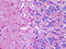 NLR Family Pyrin Domain Containing 8 antibody, TA317067, Origene, Immunohistochemistry paraffin image 