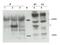 Cytohesin 1 Interacting Protein antibody, GTX48718, GeneTex, Western Blot image 