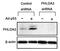 Pleckstrin Homology Like Domain Family A Member 3 antibody, GTX00700, GeneTex, Western Blot image 