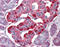 Eukaryotic Translation Initiation Factor 4E Binding Protein 2 antibody, ADI-KAP-MA112-E, Enzo Life Sciences, Immunohistochemistry paraffin image 