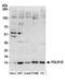 DNA-directed RNA polymerases I and III subunit RPAC2 antibody, A304-847A, Bethyl Labs, Western Blot image 