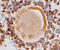 Anti-Mullerian Hormone Receptor Type 2 antibody, AF4749, R&D Systems, Immunohistochemistry paraffin image 