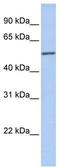 ICAp69 antibody, TA335083, Origene, Western Blot image 