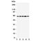BCL2 Associated Athanogene 3 antibody, R31212, NSJ Bioreagents, Western Blot image 