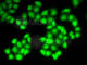 Deoxyribonuclease-1 antibody, A2537, ABclonal Technology, Immunofluorescence image 