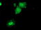 Dual Specificity Phosphatase 23 antibody, TA503944, Origene, Immunofluorescence image 