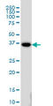 Homeobox protein MOX-2 antibody, LS-B5472, Lifespan Biosciences, Western Blot image 