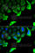 HSP90AA1 antibody, A0365, ABclonal Technology, Immunofluorescence image 
