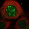 Cell Division Cycle Associated 7 Like antibody, HPA027169, Atlas Antibodies, Immunofluorescence image 