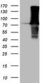 Fermitin Family Member 3 antibody, TA807994S, Origene, Western Blot image 