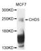 Chromodomain-helicase-DNA-binding protein 6 antibody, STJ113575, St John