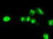 Atrial natriuretic peptide receptor 3 antibody, LS-C115119, Lifespan Biosciences, Immunofluorescence image 
