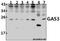 SR13 myelin protein antibody, A00890, Boster Biological Technology, Western Blot image 